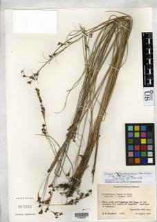 To NMNH Botany Collections (Rhynchospora brownii americana NMNH3571562 type 1)