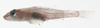 To NMNH Extant Collection (Pleurosicya USNM 409477 photograph lateral view)