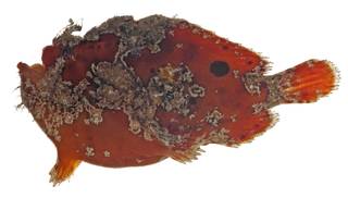 To NMNH Extant Collection (Antennarius coccineus USNM 409497 photograph lateral view)