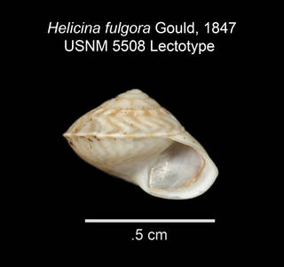 To NMNH Extant Collection (IZ MOL 5508 Helicina fulgora Lectoype Shell apertural view)