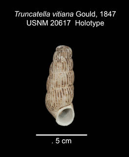 To NMNH Extant Collection (IZ MOL 20617 Truncatella vitiana Holoytpe Shell apertural view)