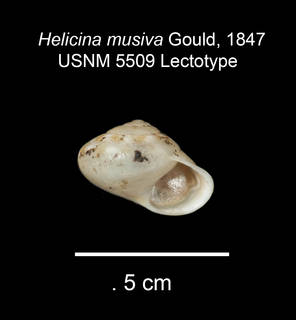 To NMNH Extant Collection (IZ MOL 5509 Helicina musiva Lectotype Shell apertural view)
