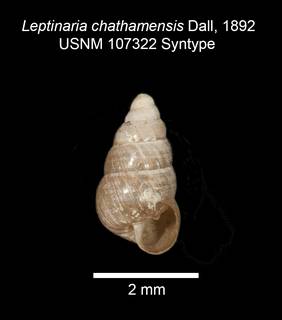 To NMNH Extant Collection (IZ MOL 107322 Leptinaria chathamensis Syntype Shell apertural view)
