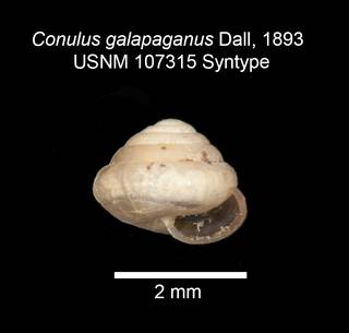 To NMNH Extant Collection (IZ MOL 107315 Conulus galapaganus Syntype shell apertural view)