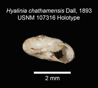 To NMNH Extant Collection (IZMOL107316 Hyalinia chathamensis Holotype Shell apertural view)
