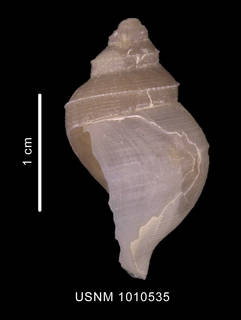 To NMNH Extant Collection (Lussitromina abyssorum (Lus, 1993) lateral view)