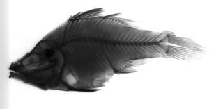 To NMNH Extant Collection (Amia hyalina USNM 70245 holotype radiograph lateral view)