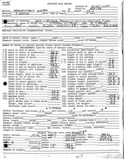 To NMNH Extant Collection (MMP SWFC 0056 Peponocephala electra data sheet)