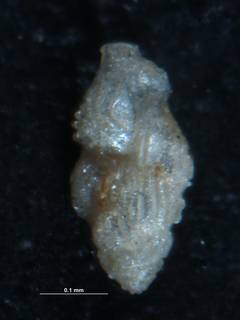 To NMNH Paleobiology Collection (Angulogerina germanica cc24678 holo)