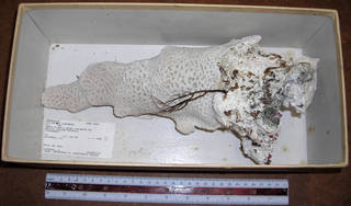 To NMNH Extant Collection (IZ COE 74364 whole specimen side view)