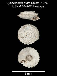 To NMNH Extant Collection (IZ MOL 664707 Zyzzxdonta alata Paratype Shell plate)