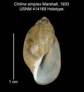 To NMNH Extant Collection (IZ MOL 414169 Chilina simplex Holotype Shell apertural view)