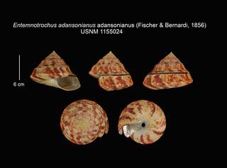 To NMNH Extant Collection (IZ 1155024 Entemnotrochus adansonianus adansonianus Shell plate)