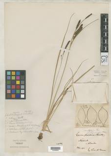 To Carex_vulgaris.lipocarpa_NMNH85937_type_1