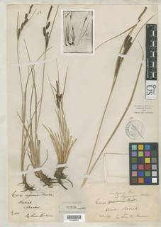 To Carex_vulgaris.lipocarpa_NMNH85938_type_1