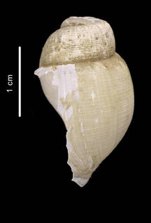 To NMNH Extant Collection (Muffinbuccinum catherinae Harasewych et Kantor in press holotype lateral view)