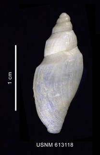 To NMNH Extant Collection (Leucosyrinx, badenpowelli Dell, 1990 holotype, dorsal view)