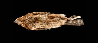 To NMNH Extant Collection (USNM A16021 Buteo lineatus)
