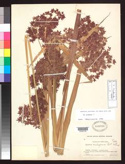 To Cyperus_nubigenus_NMNH1152733_type_1