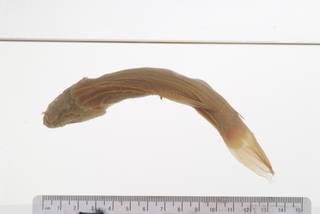To NMNH Extant Collection (Tinca chrysitis USNM 10159 syntype photograph dorsal view)