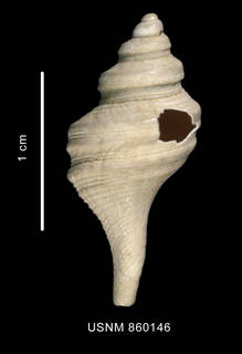 To NMNH Extant Collection (Lophiotoma pseudoannulata Dell, 1990 holotype dorsal view)