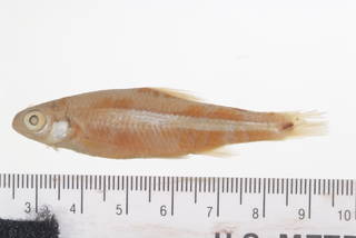 To NMNH Extant Collection (Notropis scopiferus USNM 125160 syntype photograph 1 of 2 specimens lateral view)