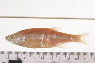 To NMNH Extant Collection (Notemigonus ischanus USNM 17865 syntype photograph largest specimen lateral view)