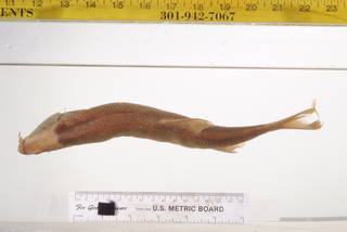 To NMNH Extant Collection (Lavinia exilicauda USNM 207 syntype photograph largest specimen dorsal view)