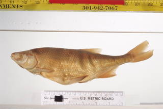 To NMNH Extant Collection (Lavinia exilicauda USNM 207 syntype photograph largest specimen lateral view)