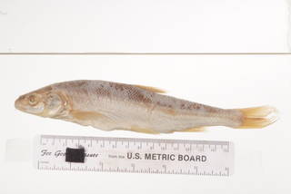 To NMNH Extant Collection (Mylocheilus fraterculus USNM 211 syntype photograph intermediate lateral view)