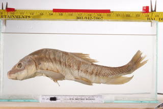 To NMNH Extant Collection (Catostomus macrocheilus USNM 240 holotype photograph lateral view)