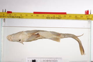 To NMNH Extant Collection (Catostomus macrocheilus USNM 240 holotype photograph ventral view)
