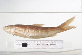To NMNH Extant Collection (Pogonichthys inaequilobus USNM 242 holotype photograph lateral view)