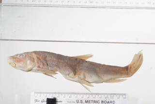 To NMNH Extant Collection (Catostomus griseus USNM 259 lectotype photograph lateral view)
