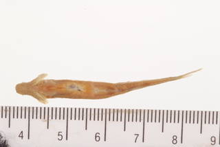 To NMNH Extant Collection (Notropis ozarcanus USNM 43230 syntype photograph tagged specimen ventral view)