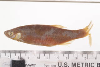 To NMNH Extant Collection (Luxilus leptosomus USNM 61 holotype photograph lateral view)