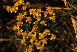 To NMNH Extant Collection (PIC_Cooper02207b)