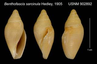 To NMNH Extant Collection (Benthofascis sarcinula USNM 902892)