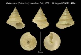 To NMNH Extant Collection (Calliostoma (Eutrochus) cinctellum Dall, 1889 Holotype USNM 214274)