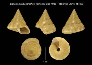 To NMNH Extant Collection (Calliostoma (Leiotrochus) marionae Dall, 1906 Holotype USNM 187233)