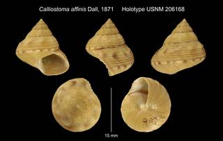 To NMNH Extant Collection (Calliostoma affinis Dall, 1871 Holotype USNM 206168)