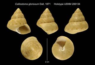To NMNH Extant Collection (Calliostoma gloriosum Dall, 1871 Holotype USNM 206134)
