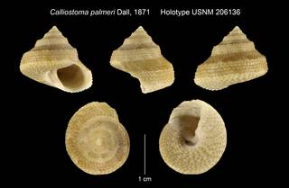 To NMNH Extant Collection (Calliostoma palmeri Dall, 1871 Holotype USNM 206136)