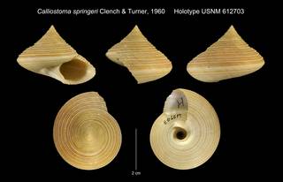 To NMNH Extant Collection (Calliostoma springeri Clench & Turner, 1960 Holotype USNM 612703)