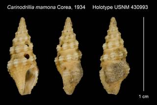To NMNH Extant Collection (Carinodrillia mamona Corea, 1934 Holotype USNM 430993)
