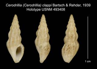 To NMNH Extant Collection (Cerodrillia (Cerodrillia) clappi Bartsch & Rehder, 1939 Holotype USNM 493408)
