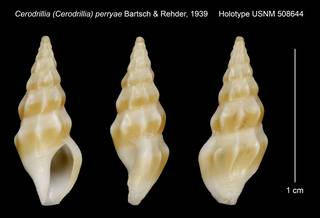 To NMNH Extant Collection (Cerodrillia (Cerodrillia) perryae Bartsch & Rehder, 1939 Holotype USNM 508644)