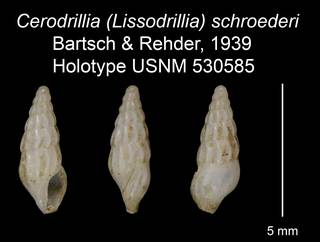 To NMNH Extant Collection (Cerodrillia (Lissodrillia) schroederi Bartsch & Rehder, 1939 Holotype USNM 530585)