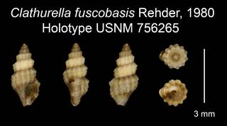 To NMNH Extant Collection (Clathurella fuscobasis Rehder, 1980 Holotype USNM 756265)
