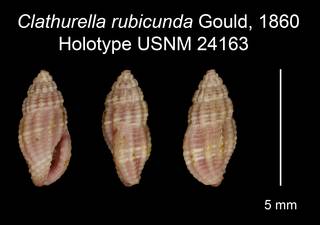 To NMNH Extant Collection (Clathurella rubicunda Gould, 1860 Holotype USNM 24163)